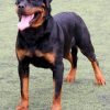 Rottweiler, cão de grande porte preto e castanho