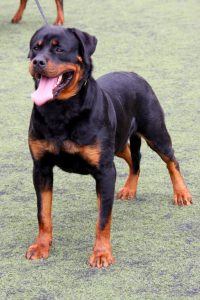 Rottweiler, cão de grande porte preto e castanho