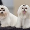 Maltês, cão de pequeno porte de pelo branco