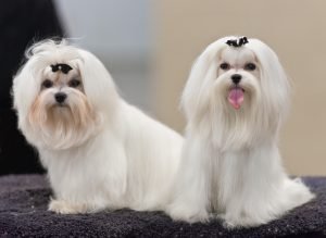 Maltês, cão de pequeno porte de pelo branco