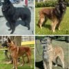 Pastor belga de Malinois, cão de trabalho