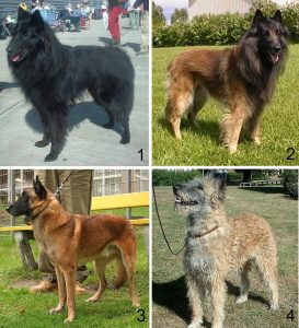 Pastor belga de Malinois, cão de trabalho