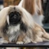 Pequinês, cão de focinho curto e pelo longo