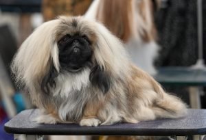 Pequinês, cão de focinho curto e pelo longo