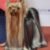 Yorkshire terrier, raça de cão de pequeno porte