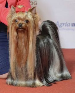 Yorkshire terrier, raça de cão de pequeno porte