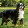 Boiadeiro bernês, cão grande tricolor de pelo longo