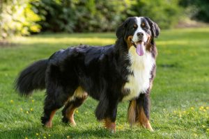 Boiadeiro bernês, cão grande tricolor de pelo longo