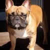 Bulldog francês, cão de orelhas de morcego e focinho curto