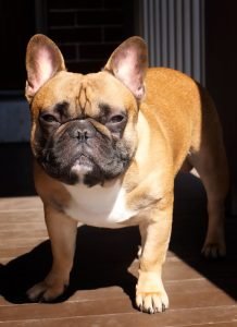 Bulldog francês, cão de orelhas de morcego e focinho curto