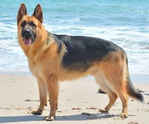 Pastor-alemão, cão de trabalho de porte grande