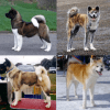 Akita, cão japonês de pelo denso