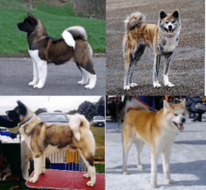 Akita, cão japonês de pelo denso