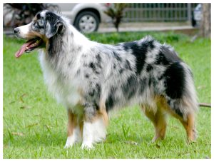 Pastor australiano, cão de pastoreio de pelo mesclado