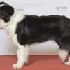 Border collie, cão de pastoreio preto e branco