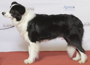 Border collie, cão de pastoreio preto e branco