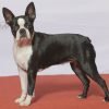 Boston terrier, cão pequeno de focinho curto