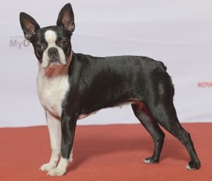 Boston terrier, cão pequeno de focinho curto