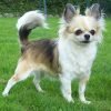 Chihuahua, a menor raça de cão do mundo