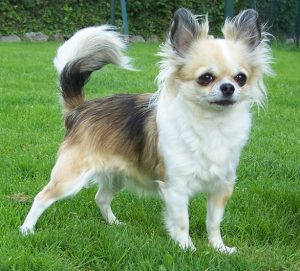 Chihuahua, a menor raça de cão do mundo