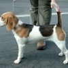 Beagle, cão farejador tricolor