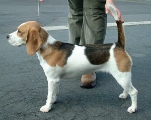 Beagle, cão farejador tricolor