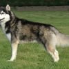 Husky siberiano, cão de pelo duplo e olhos claros