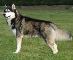 Husky siberiano, cão de pelo duplo e olhos claros