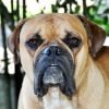 Buldogue campeiro, raça de buldogue brasileira