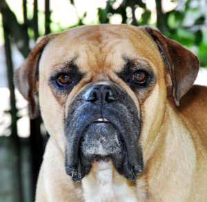 Buldogue campeiro, raça de buldogue brasileira
