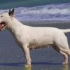 Bull terrier, cão de cabeça em formato de ovo