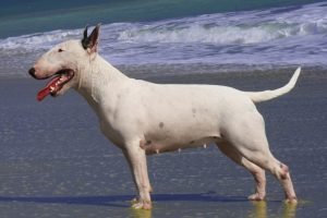 Bull terrier, cão de cabeça em formato de ovo