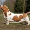Basset hound, cão de pernas curtas e orelhas longas