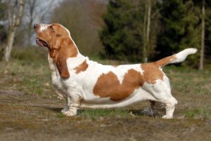 Basset hound, cão de pernas curtas e orelhas longas