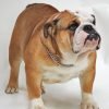 Bulldog inglês, cão de focinho curto e corpo robusto