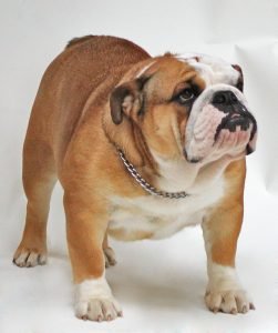 Bulldog inglês, cão de focinho curto e corpo robusto