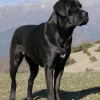 Cane corso, cão moloss de grande porte