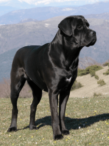 Cane corso, cão moloss de grande porte