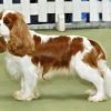 Cavalier King Charles Spaniel, cão de colo de orelhas longas