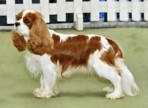 Cavalier King Charles Spaniel, cão de colo de orelhas longas
