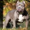 American bully, cão musculoso e compacto