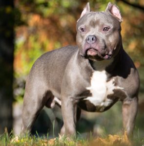 American bully, cão musculoso e compacto