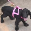 Cocker spaniel, cão de orelhas longas e pelo ondulado