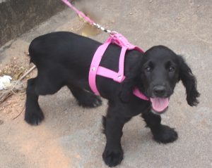 Cocker spaniel, cão de orelhas longas e pelo ondulado
