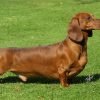 Dachshund, o cão salsicha de corpo alongado