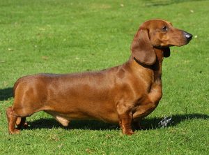 Dachshund, o cão salsicha de corpo alongado