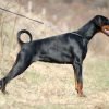 Doberman, cão atlético de porte grande