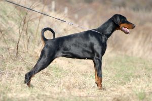 Doberman, cão atlético de porte grande