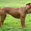 Pitbull (american pit bull terrier), cão de pelo curto e musculoso