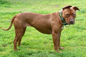 Pitbull (american pit bull terrier), cão de pelo curto e musculoso